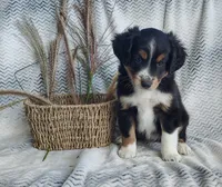 Finn, a male Miniature Australian Shepherd for sale in Fredericksburg, OH – 1 of 6