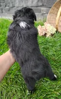 Pebbles , a female Miniature Australian Shepherd for sale in Fredericksburg, OH – 7 of 7