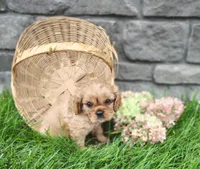 Amber , a female Cavalier King Charles Spaniel for sale in Fredericksburg, OH – 4 of 5