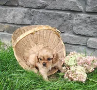 Amber , a female Cavalier King Charles Spaniel for sale in Fredericksburg, OH – 2 of 5