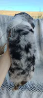 Pebbles , a male Miniature Australian Shepherd for sale in Fredericksburg, OH – 5 of 5