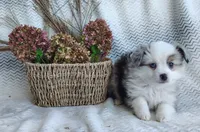 Bluebelle, a female Miniature Australian Shepherd for sale in Fredericksburg, OH – 4 of 5