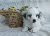 Skye, a female Miniature Australian Shepherd for sale in Fredericksburg, OH – 6 of 7