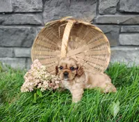 Amber , a female Cavalier King Charles Spaniel for sale in Fredericksburg, OH – 3 of 5