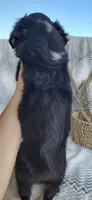 Finn, a male Miniature Australian Shepherd for sale in Fredericksburg, OH – 6 of 6