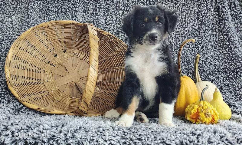 Pebbles  – Miniature Australian Shepherd puppy for sale in Fredericksburg, OH