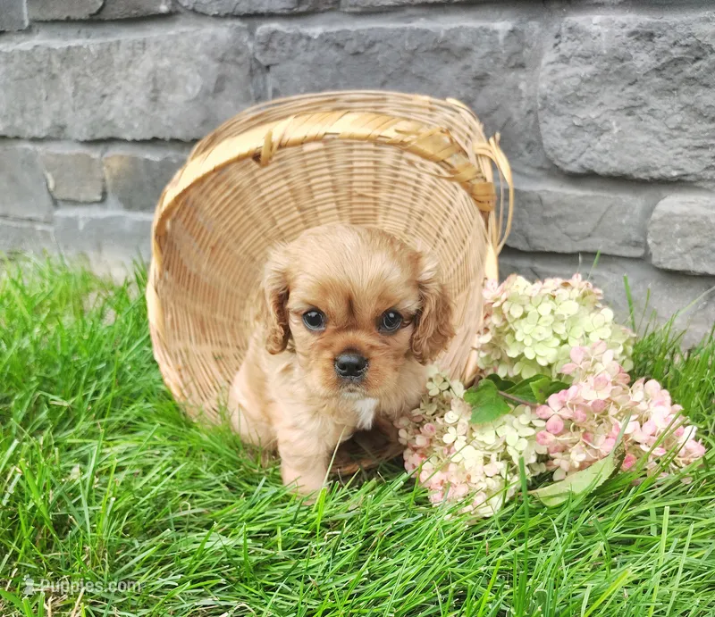 Amber  – Cavalier King Charles Spaniel puppy for sale in Fredericksburg, OH