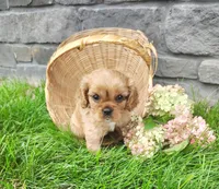 Amber , a female Cavalier King Charles Spaniel for sale in Fredericksburg, OH – 1 of 5
