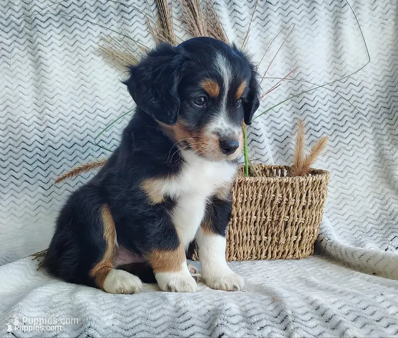 Finn – Miniature Australian Shepherd puppy for sale in Fredericksburg, OH