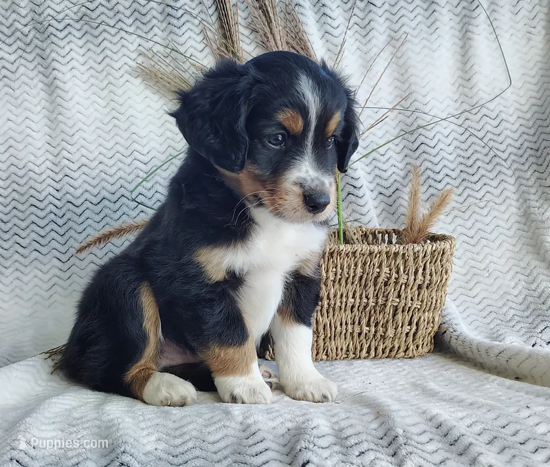 Finn – Miniature Australian Shepherd puppy for sale in Fredericksburg, OH