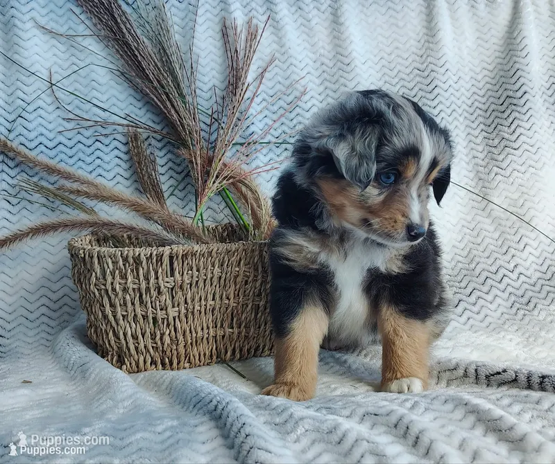 Ozzy  – Miniature Australian Shepherd puppy for sale in Fredericksburg, OH