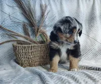 Ozzy , a male Miniature Australian Shepherd for sale in Fredericksburg, OH – 4 of 6