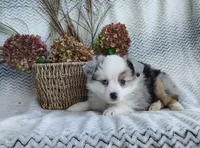 Bluebelle, a female Miniature Australian Shepherd for sale in Fredericksburg, OH – 3 of 5