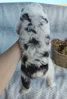 Skye, a female Miniature Australian Shepherd for sale in Fredericksburg, OH – 7 of 7