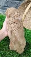 Amber , a female Cavalier King Charles Spaniel for sale in Fredericksburg, OH – 5 of 5