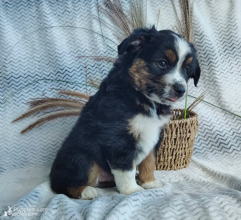 Shadow  – Miniature Australian Shepherd puppy for sale in Fredericksburg, OH