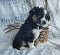 Shadow , a male Miniature Australian Shepherd for sale in Fredericksburg, OH – 3 of 4