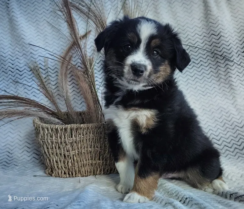 Shadow  – Miniature Australian Shepherd puppy for sale in Fredericksburg, OH
