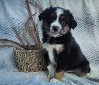 Shadow , a male Miniature Australian Shepherd for sale in Fredericksburg, OH – 1 of 4