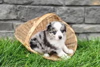 Ash , a male Miniature Australian Shepherd for sale in Fredericksburg, OH – 2 of 4