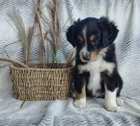Finn, a male Miniature Australian Shepherd for sale in Fredericksburg, OH – 4 of 6