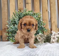 Iris , a female Cavalier King Charles Spaniel for sale in Fredericksburg, OH – Photo 1 of 4