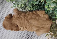 Iris , a female Cavalier King Charles Spaniel for sale in Fredericksburg, OH – Photo 4 of 4