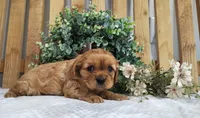 Iris , a female Cavalier King Charles Spaniel for sale in Fredericksburg, OH – Photo 2 of 4