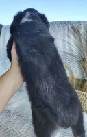 Shadow , a male Miniature Australian Shepherd for sale in Fredericksburg, OH – 4 of 4