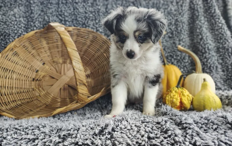 Ash  – Miniature Australian Shepherd puppy for sale in Fredericksburg, OH