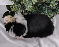 Roxy , a female Miniature Australian Shepherd for sale in Fredericksburg, OH – Photo 5 of 5