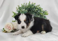 Roxy , a female Miniature Australian Shepherd for sale in Fredericksburg, OH – Photo 1 of 5