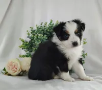 Roxy , a female Miniature Australian Shepherd for sale in Fredericksburg, OH – Photo 2 of 5