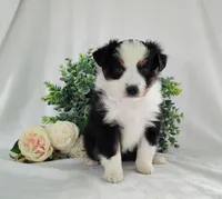 Roxy , a female Miniature Australian Shepherd for sale in Fredericksburg, OH – Photo 4 of 5