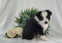 Roxy , a female Miniature Australian Shepherd for sale in Fredericksburg, OH – Photo 3 of 5