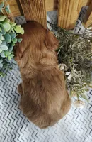 Penny , a female Cavalier King Charles Spaniel for sale in Fredericksburg, OH – Photo 5 of 5