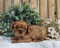 Penny , a female Cavalier King Charles Spaniel for sale in Fredericksburg, OH – Photo 2 of 5