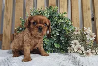 Penny , a female Cavalier King Charles Spaniel for sale in Fredericksburg, OH – Photo 4 of 5