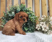 Penny , a female Cavalier King Charles Spaniel for sale in Fredericksburg, OH – Photo 3 of 5