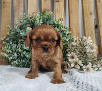 Penny , a female Cavalier King Charles Spaniel for sale in Fredericksburg, OH – Photo 1 of 5