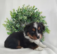 Onyx , a male Miniature Australian Shepherd for sale in Fredericksburg, OH – Photo 1 of 4