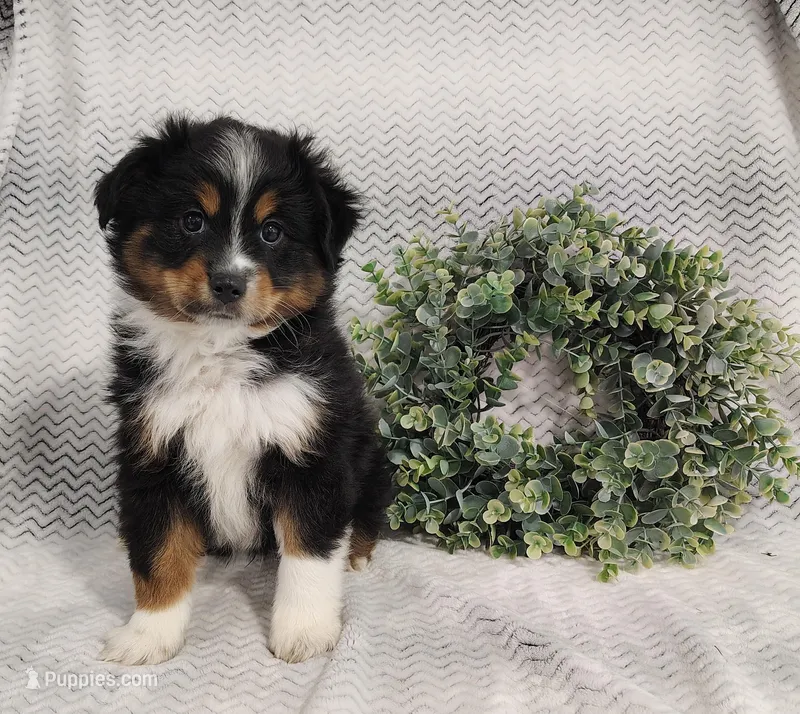 Onyx  – Miniature Australian Shepherd puppy for sale in Fredericksburg, OH
