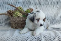 Skye, a female Miniature Australian Shepherd for sale in Fredericksburg, OH – 2 of 7