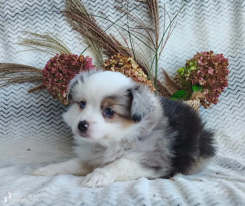 Bluebelle – Miniature Australian Shepherd puppy for sale in Fredericksburg, OH