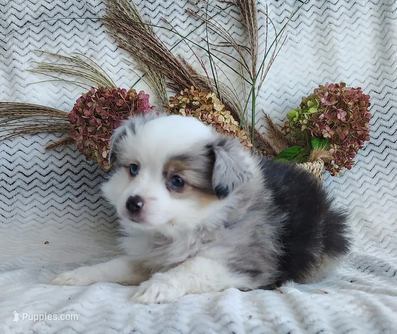 Bluebelle – Miniature Australian Shepherd puppy for sale in Fredericksburg, OH