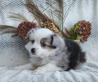 Bluebelle, a female Miniature Australian Shepherd for sale in Fredericksburg, OH – 1 of 5