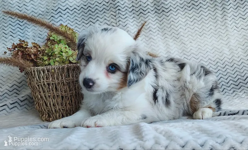 Skye – Miniature Australian Shepherd puppy for sale in Fredericksburg, OH