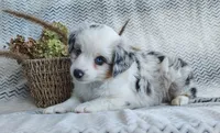 Skye, a female Miniature Australian Shepherd for sale in Fredericksburg, OH – 3 of 7