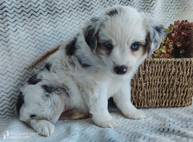 Skye – Miniature Australian Shepherd puppy for sale in Fredericksburg, OH