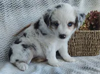 Skye, a female Miniature Australian Shepherd for sale in Fredericksburg, OH – 4 of 7